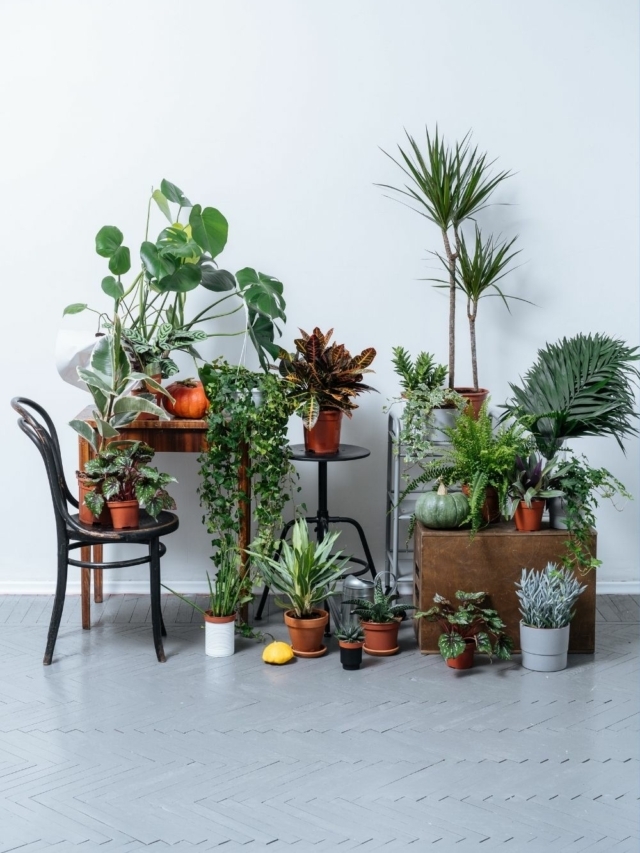 The Easiest and Best Houseplants for Beginners